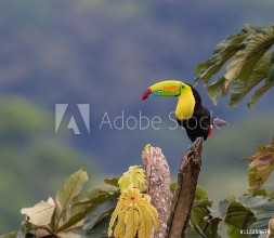 Picture of Small Space But SpecialA beautiful Keel-billed Toucan in a tree near our home in rural Costa Rica  Photographed live in the jungle Cloud Forest